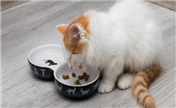 猫不吃东西是什么原因呢