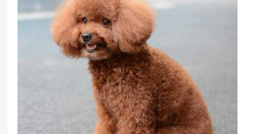 泰迪母犬多年不孕是怎么回事？有可能是这些原因造成的！