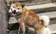 柴犬鼻子湿是什么原因？柴犬鼻子非常干又是怎么回事呢？