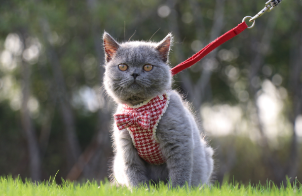 蓝猫一生认几个主人 蓝猫一生认几个主人