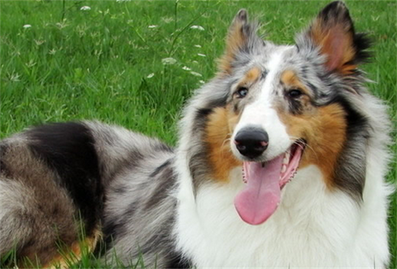 苏格兰牧羊犬吃得多吗? 苏格兰牧羊犬吃得多吗?