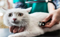 猫瘟各阶段的表现有哪些