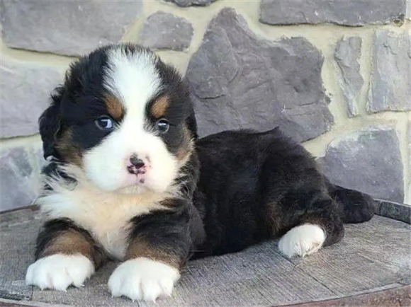 伯恩山犬中国禁养吗 伯恩山犬中国禁养吗
