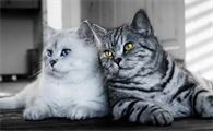 猫的基因随公的还是母的多啊