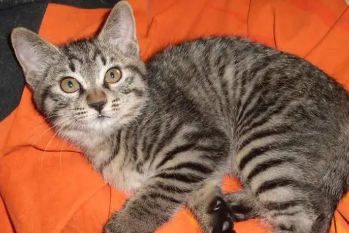 返祖狸花猫,返祖猫后代是什么样的? 返祖狸花猫,返祖猫后代是什么样的?