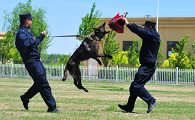 警犬训练基地训狗