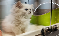 猫咪夏天感冒怎么回事儿