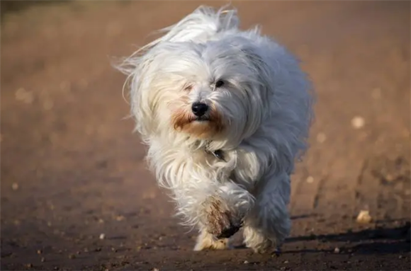 哈瓦那犬可以活多久啊
