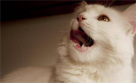 怎么阻止猫在晚上嚎叫呢