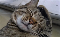 猫为什么那么喜欢洗脸
