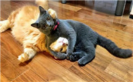 猫为什么成为铲屎官啊