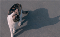 猫咪为什么会追着影子走呢
