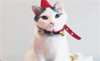 招财猫是什么品种？不妨来看看吧