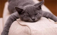 四个月猫咪体内驱虫吃多少比较好