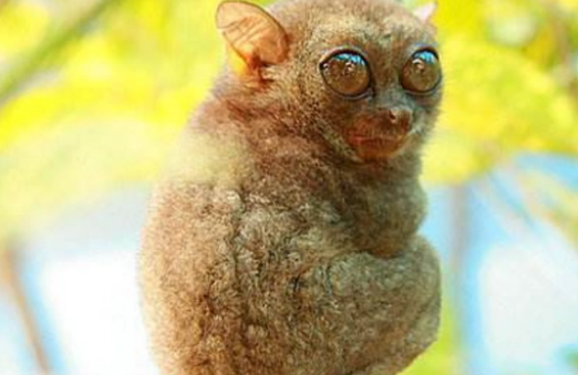 超迷你古灵精怪侏儒眼镜猴,体型较小的大眼萌物-宠物网