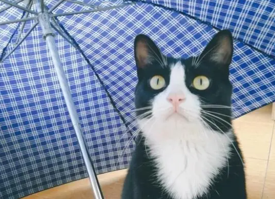 乌云盖雪猫是猫中极品吗 乌云盖雪猫是猫中极品吗