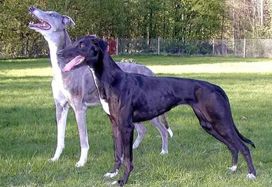 格雷伊猎犬特点有哪些？来看看吧
