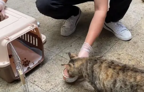 拖着肿瘤，奶大了4只小奶猫的怀孕流浪猫，它的生命也有满满的爱