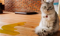 猫为什么在家撒尿