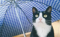 乌云盖雪猫性格如何