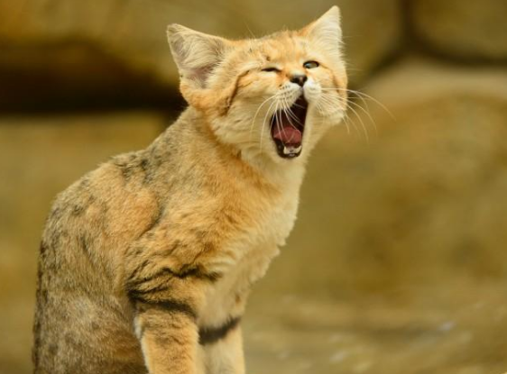 沙丘猫图片百科大全 沙丘猫图片百科大全