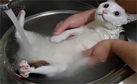 室内的猫咪多久洗一次澡比较好