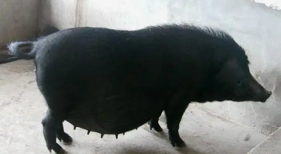 大蒲莲猪是什么？你知道吗？
