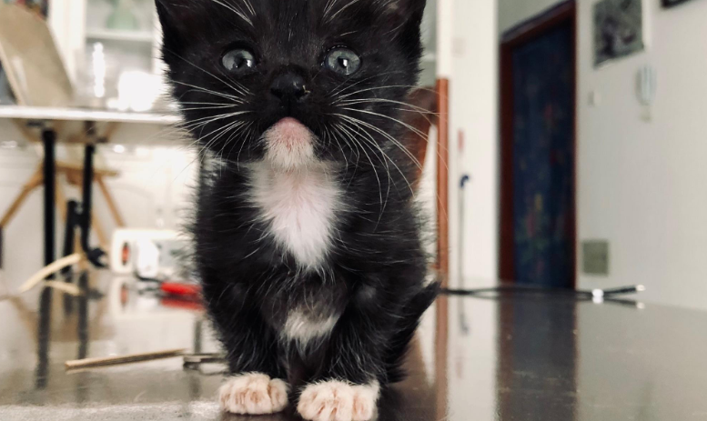 踏雪猫有什么寓意 踏雪猫有什么寓意