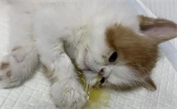 猫咪是怎么感染上猫瘟的呢