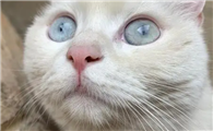 猫咪眼睛为什么不好呢