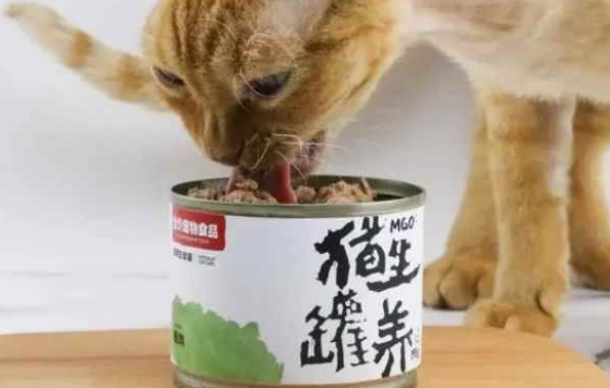 猫生罐养什么时间成立的
