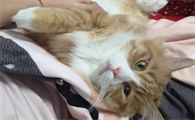 猫咪为什么要捧臭脚呢