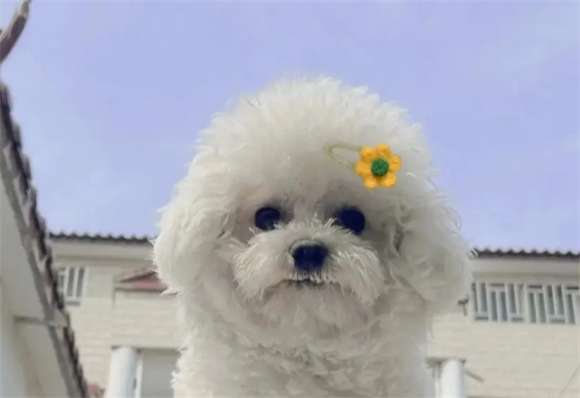 如何自制比熊犬吃狗粮呢 如何自制比熊犬吃狗粮呢