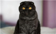 猫的头为啥黑了