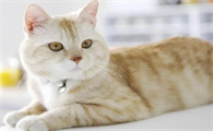 猫咪为什么很多跳蚤