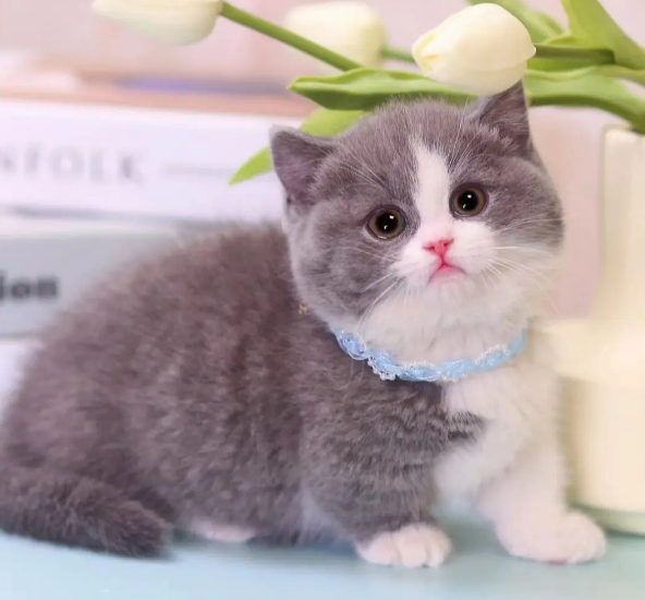 矮脚猫可以养吗为什么