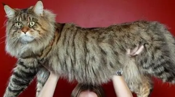 乌克兰猫是真的吗? 乌克兰猫是真的吗?