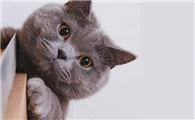 猫咪为什么会吃屎拉尿呢