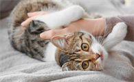 猫咪为什么总是不粘人