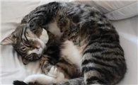 猫咪睡觉为什么偶尔会叫啊