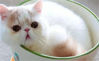 茶杯猫好养活吗?来看看吧