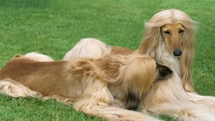 阿富汗犬怎么样