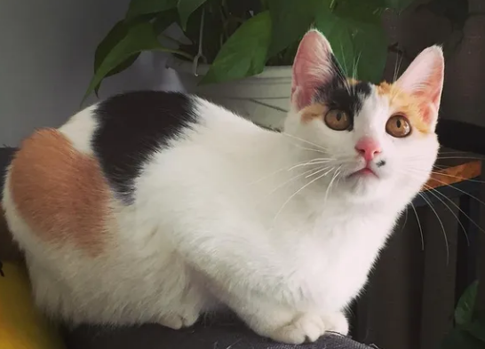 三花猫猫一般人养不了嘛