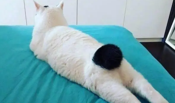 麒麟猫真的更聪明吗 麒麟猫真的更聪明吗