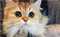 小猫咪没了胡须怎么办啊