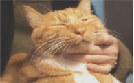 猫为什么摸脖子会舒服呢