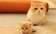 猫咪为什么声音像小孩