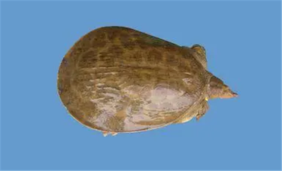 珍珠鳖如何养殖:成珍珠鳖的成鳖养殖怎样养殖? 珍珠鳖如何养殖:成珍珠鳖的成鳖养殖怎样养殖?