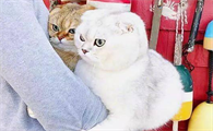 猫为什么出门就不理主人