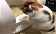 猫最近喜欢蹲在猫砂盆旁边拉咋回事